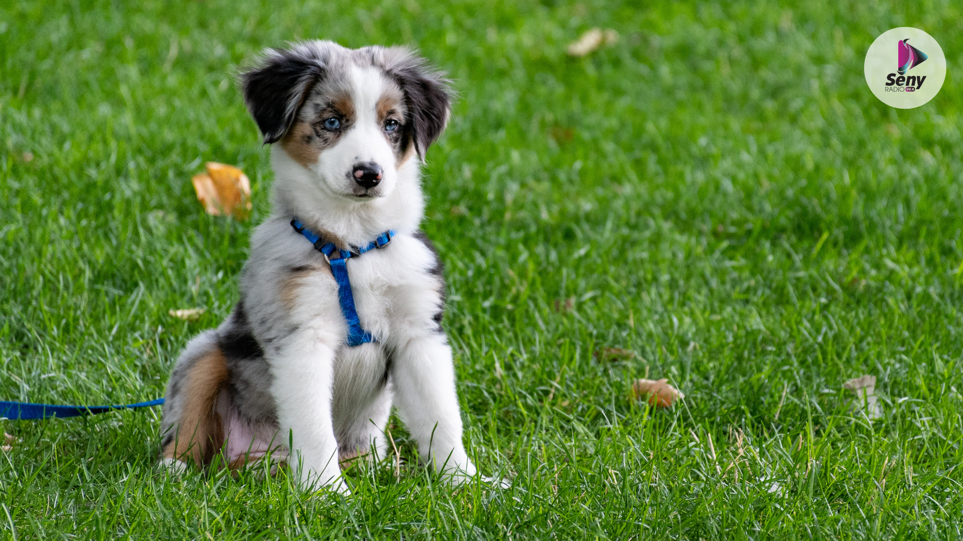 Los perros poseen una parte de su cerebro preparada para recibir amor de los humanos.